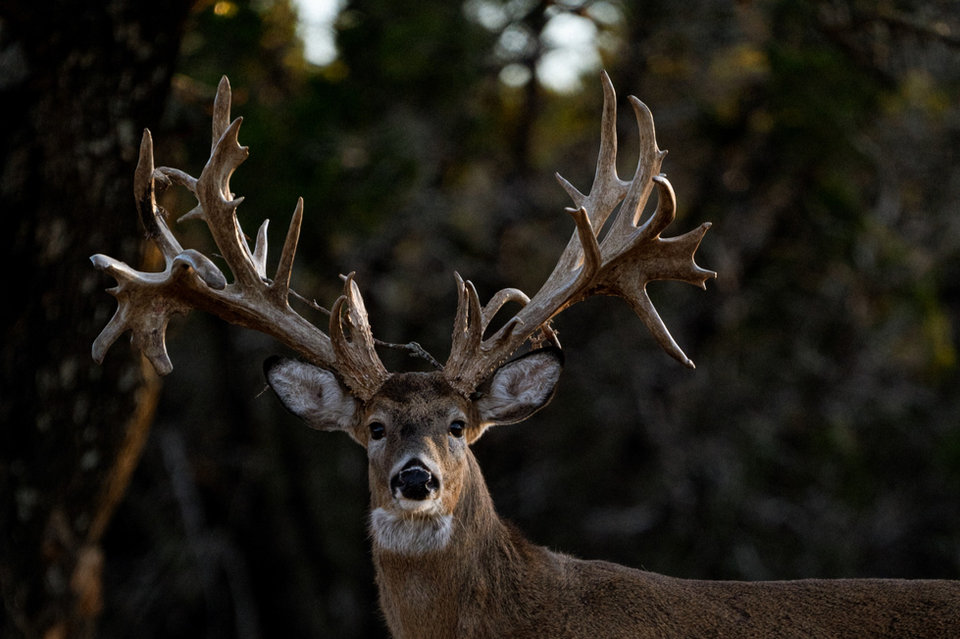 Whitetail buck