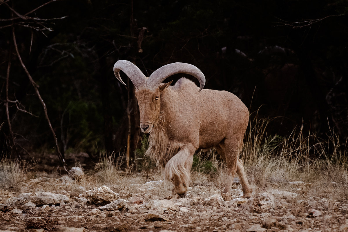 Aoudad sheep on Crown Point Ranch