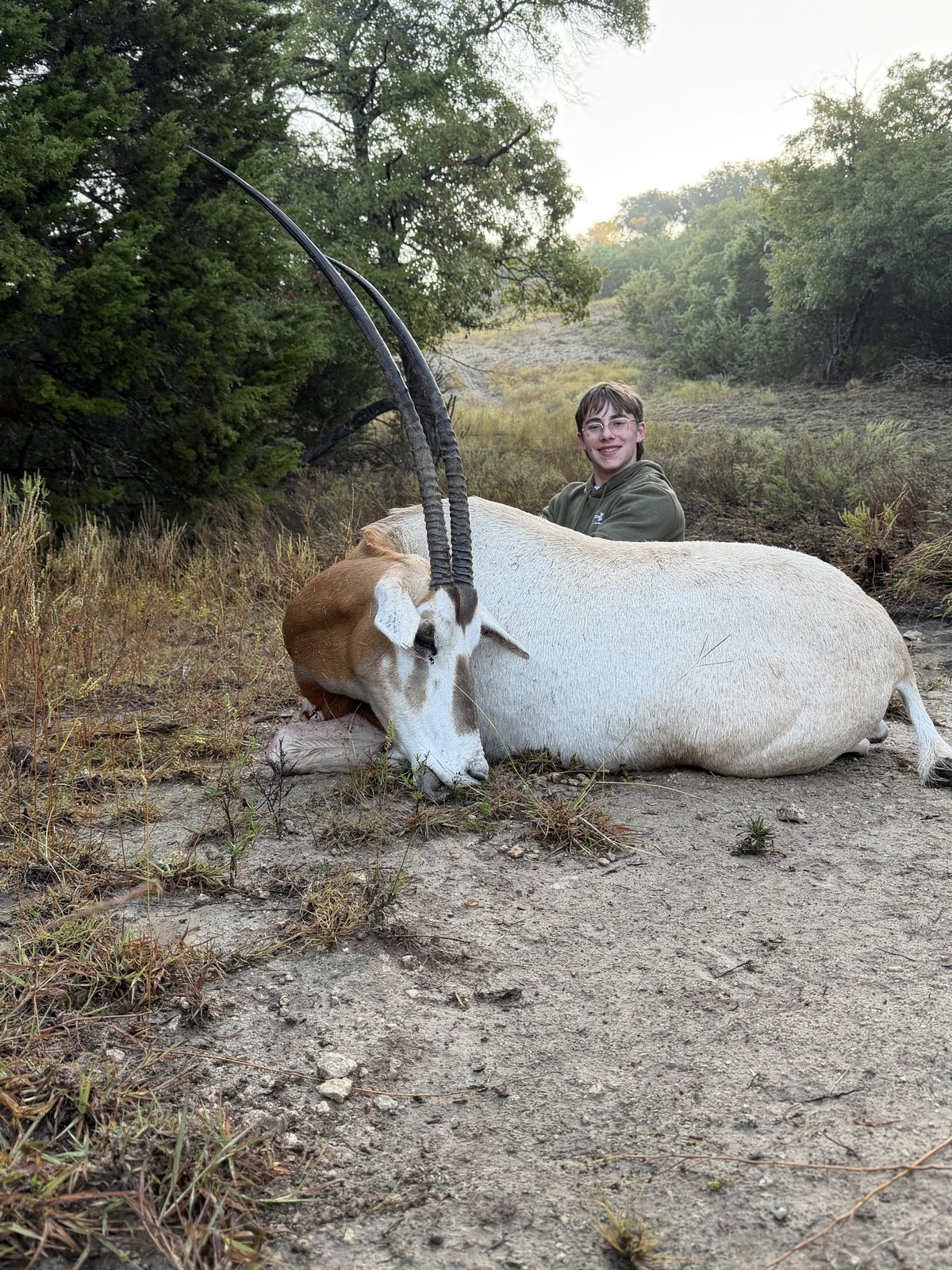 Scimitar-horned oryx harvest