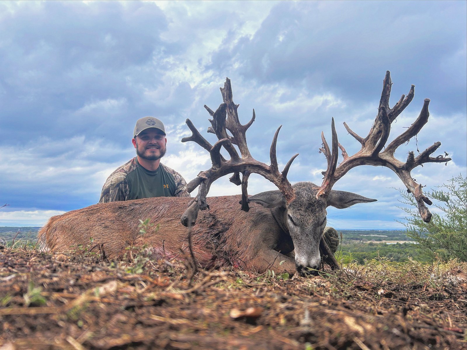 Velvet nontypical whitetail buck
