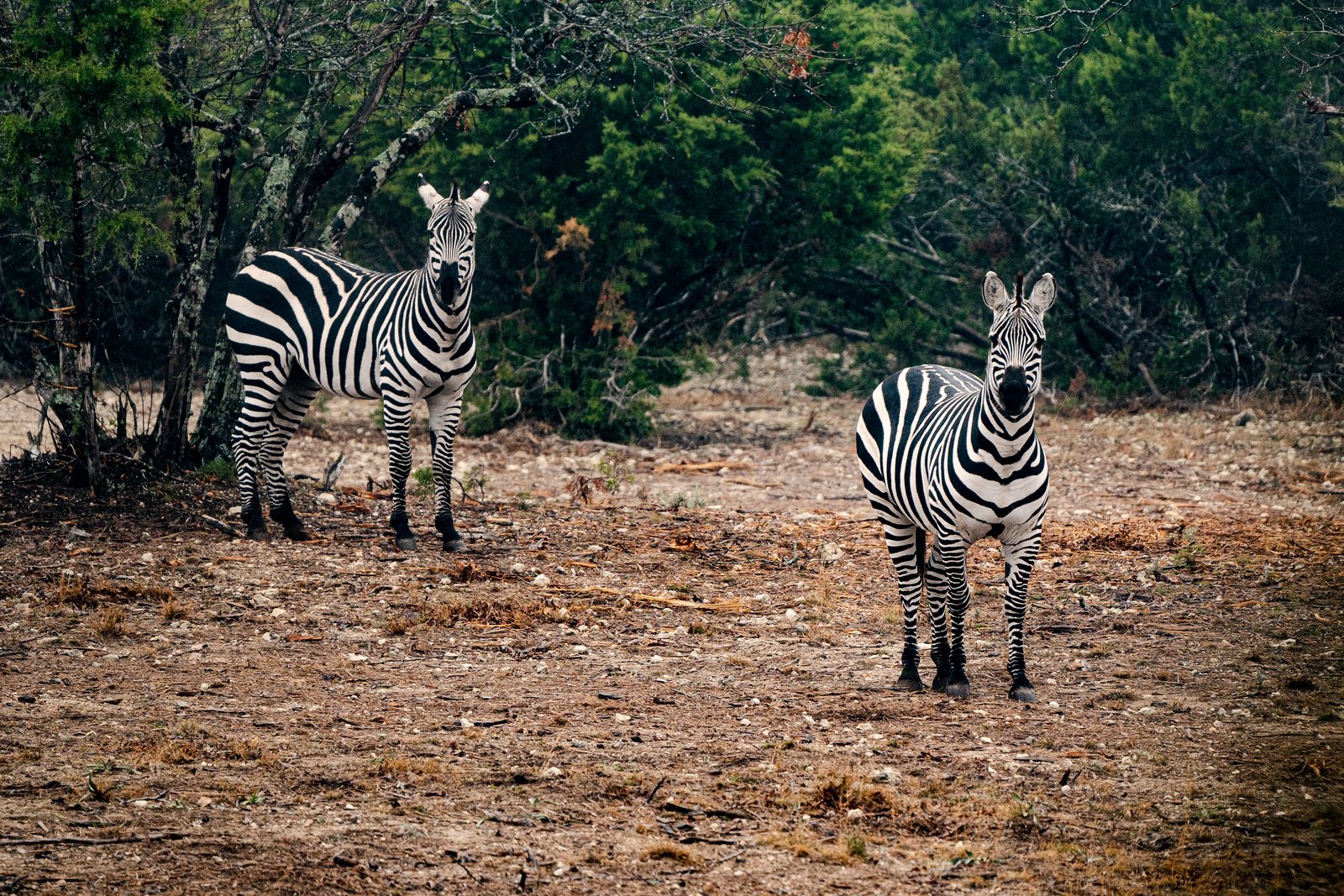 Zebras at Crown Point Ranch
